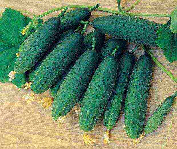 cucumber seeds that can be grown on the windowsill