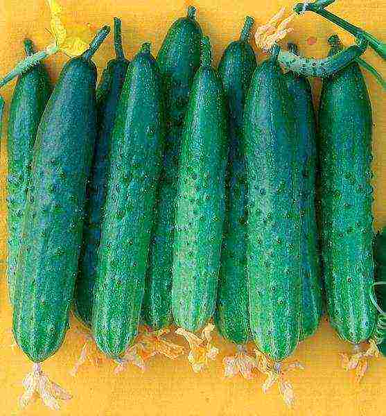 cucumber seeds that can be grown on the windowsill