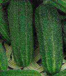 cucumber seeds that can be grown on the windowsill