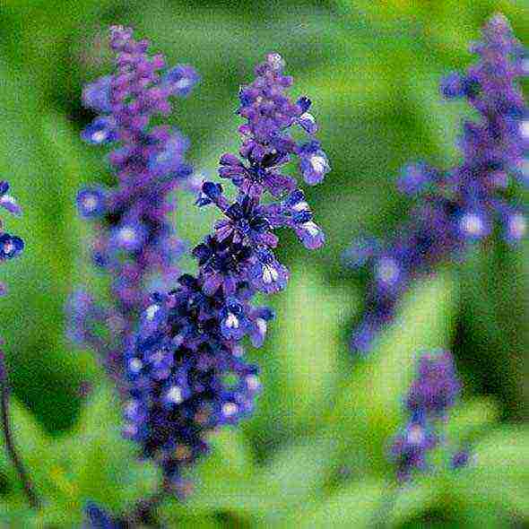 pagtatanim at alaga ng clary sage sa bukas na bukid