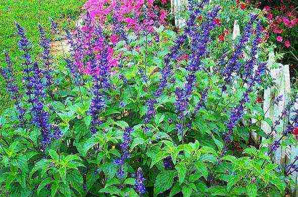 clary sage การปลูกและดูแลในทุ่งโล่ง