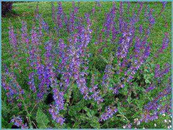 pagtatanim at alaga ng clary sage sa bukas na bukid