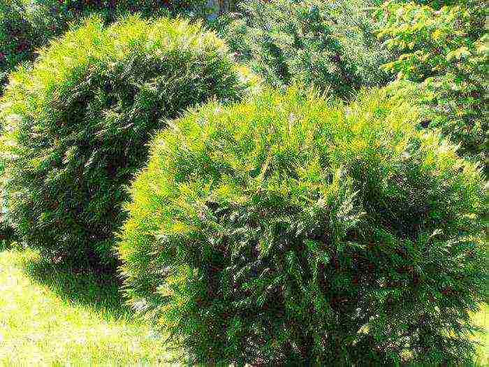 spherical thuja planting and care in the open field