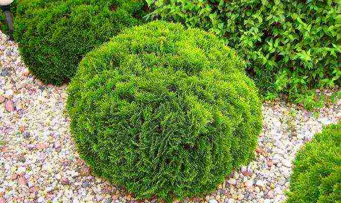 spherical thuja na pagtatanim at pangangalaga sa bukas na bukid