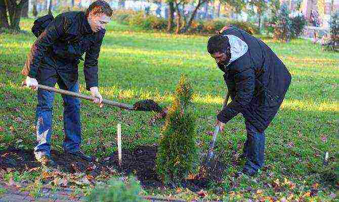 spherical thuja planting and care in the open field