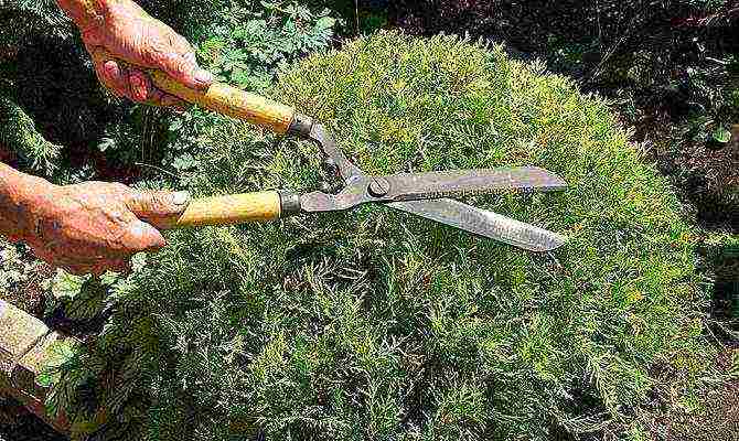 spherical thuja planting and care in the open field