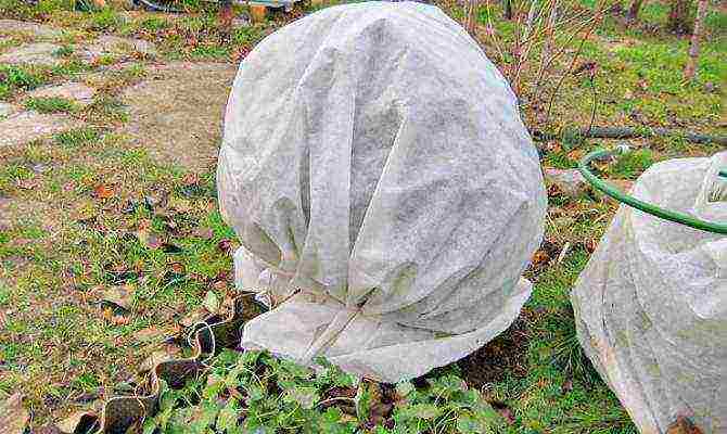 spherical thuja planting and care in the open field