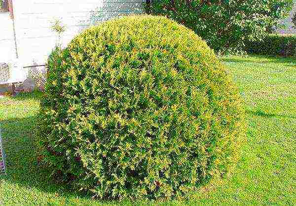 spherical thuja na pagtatanim at pangangalaga sa bukas na bukid