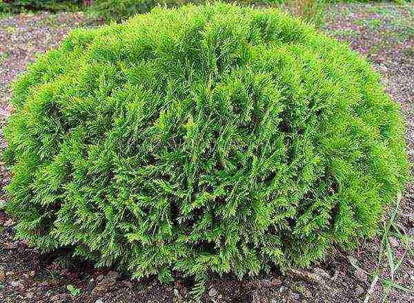 spherical thuja na pagtatanim at pangangalaga sa bukas na bukid