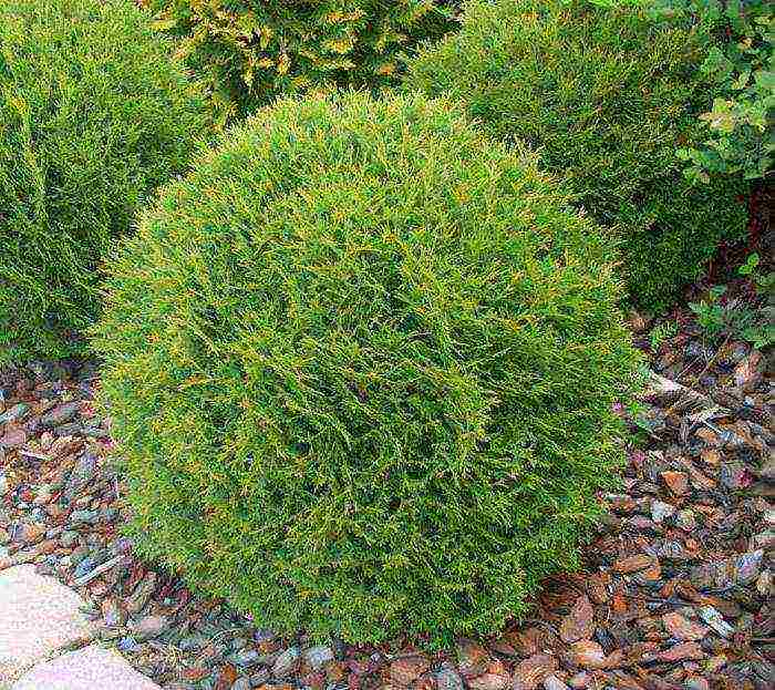 spherical thuja na pagtatanim at pangangalaga sa bukas na bukid