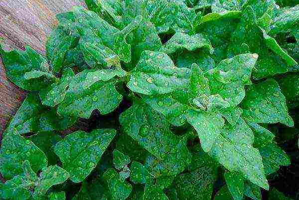 spinach best varieties