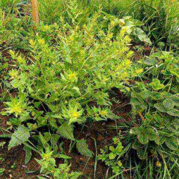 spinach best varieties