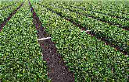 pinakamahusay na mga varieties ng spinach