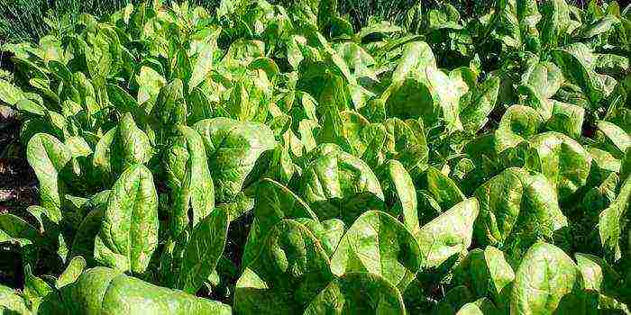 spinach best varieties