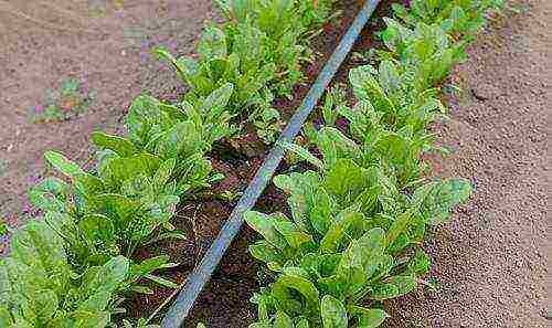 spinach the best varieties