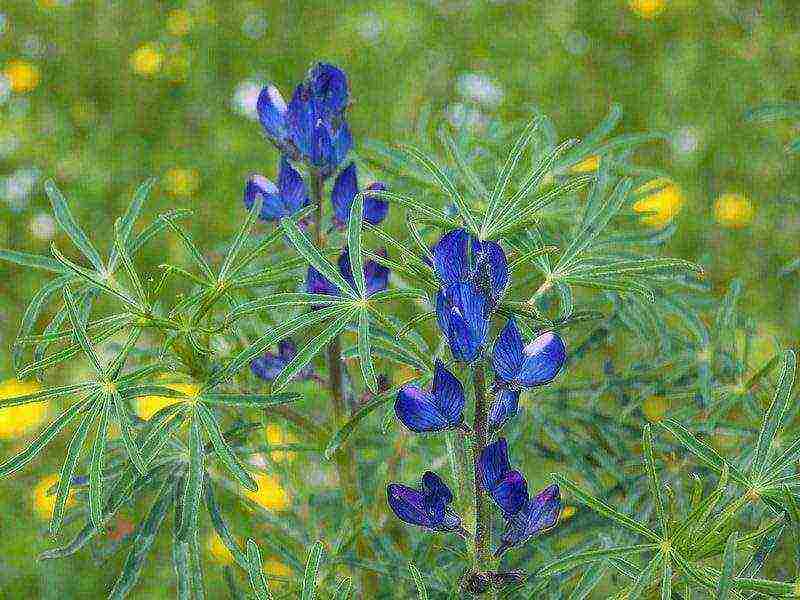 siderata lupine white what crops can be grown together