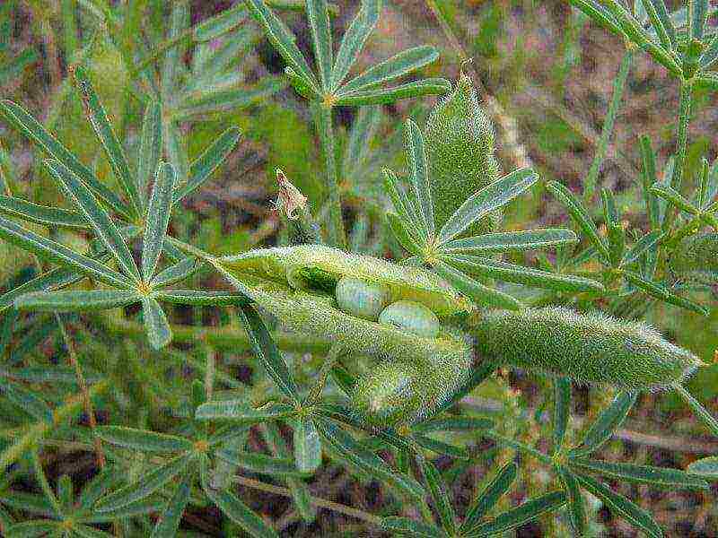 siderates white lupine what crops can be grown together