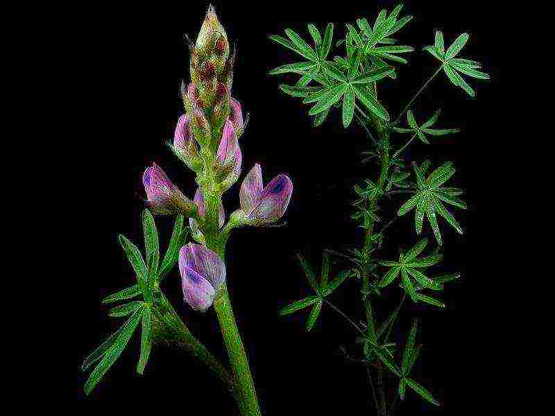 siderata lupine white what crops can be grown together