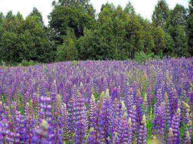 siderates white lupine what crops can be grown together