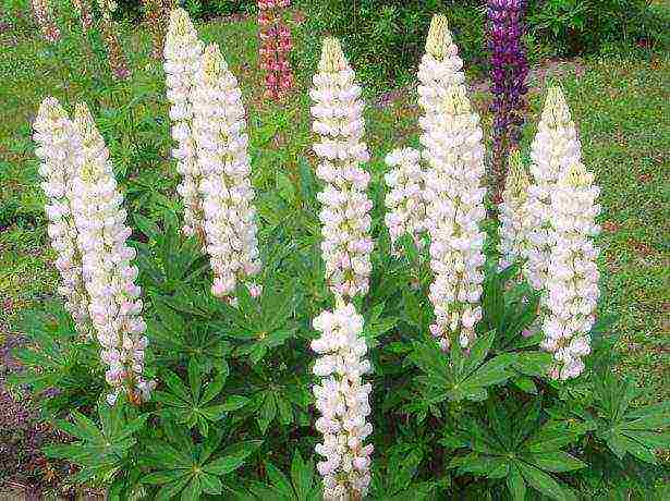 siderates white lupine what crops can be grown together