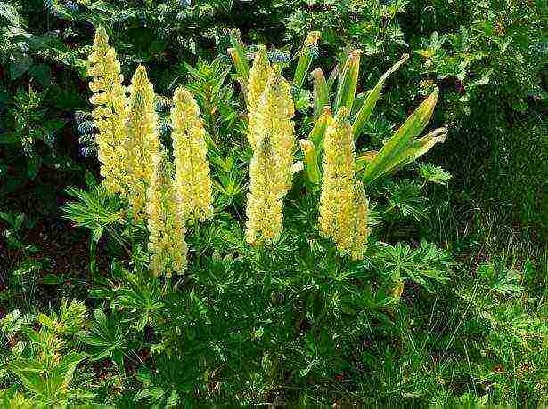 siderates white lupine what crops can be grown together