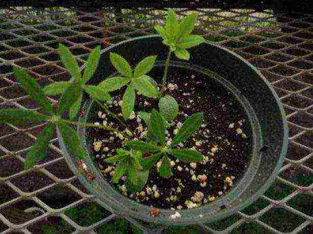 siderates white lupine what crops can be grown together