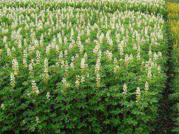 siderates white lupine what crops can be grown together