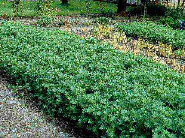 siderates white lupine what crops can be grown together