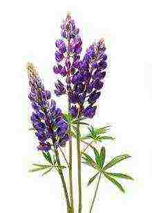 siderates white lupine what crops can be grown together