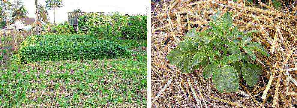 siderates white lupine what crops can be grown together