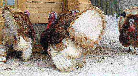 how many turkeys are grown for meat at home