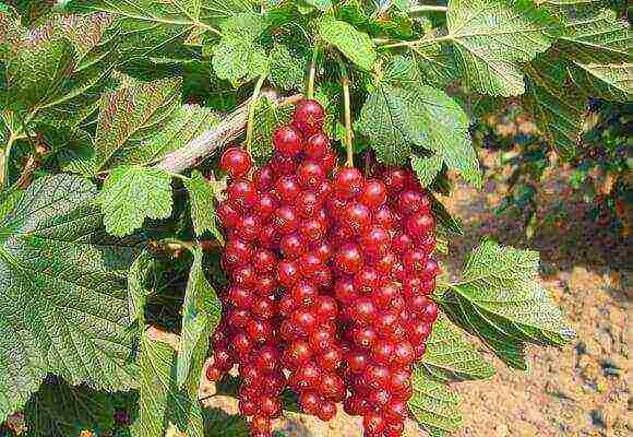 currants sa isang tangkay kung paano mapalago ang karaniwang mga currant