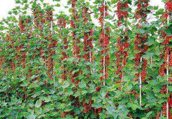 currants sa isang tangkay kung paano mapalago ang karaniwang mga currant