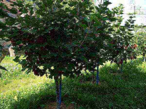 currants on a stem how to grow standard currants