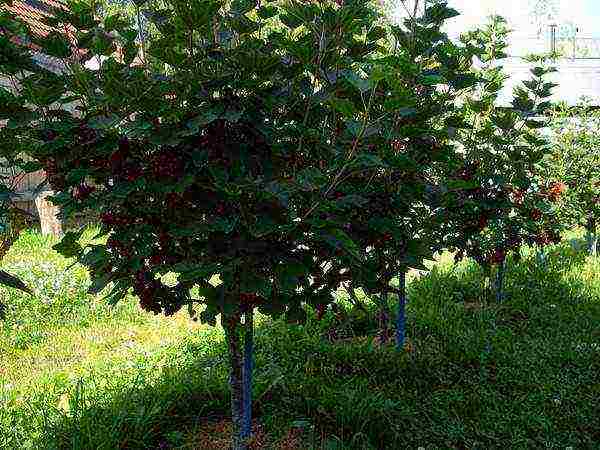 currants on a stem how to grow standard currants