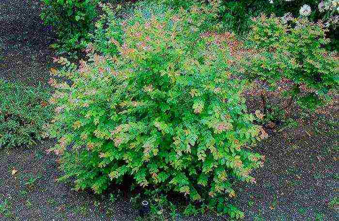 snowberry planting and care in the open field in the Urals