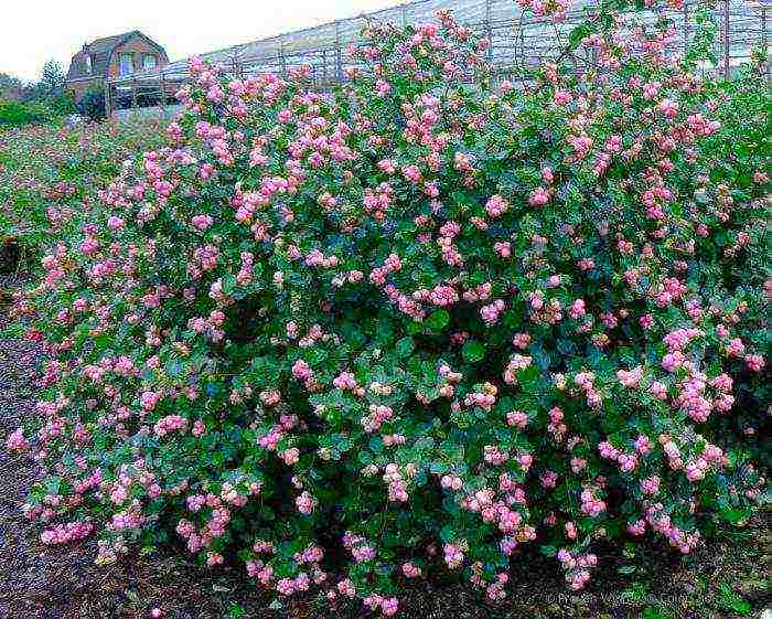 pagtatanim ng snowberry at pangangalaga sa bukas na bukid sa Urals