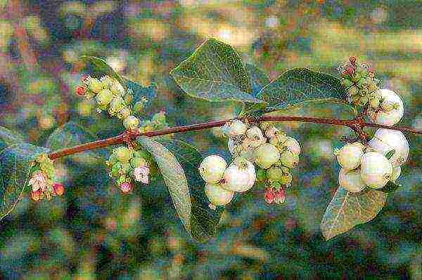 pagtatanim ng snowberry at pangangalaga sa bukas na bukid sa Urals