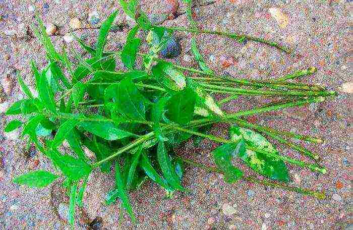 pagtatanim ng snowberry at pangangalaga sa bukas na bukid sa Urals