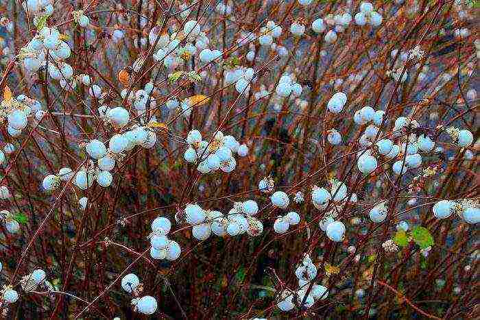 pagtatanim ng snowberry at pangangalaga sa bukas na bukid sa Urals