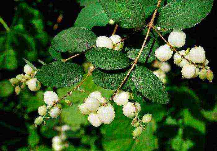 snowberry planting and care in the open field in the Urals