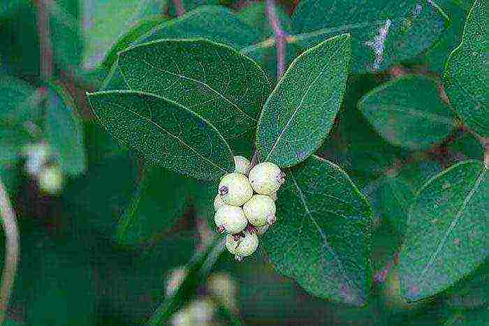 pagtatanim ng snowberry at pangangalaga sa bukas na bukid sa Urals