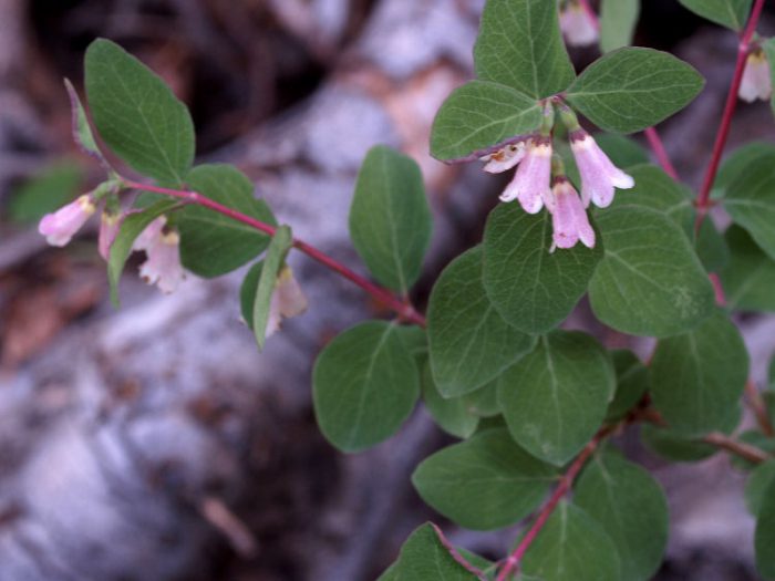 pagtatanim ng snowberry at pangangalaga sa bukas na bukid sa Urals