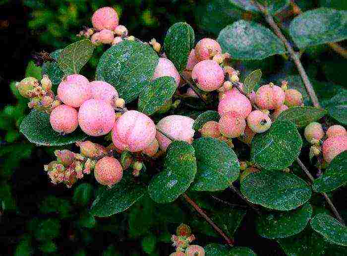 pagtatanim ng snowberry at pangangalaga sa bukas na bukid sa Urals