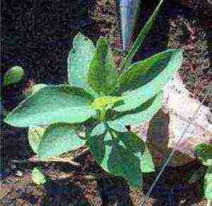 snowberry planting and care in the open field in the Urals