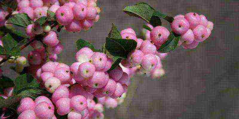 snowberry planting and care in the open field in the Urals