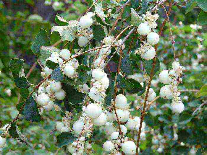 pagtatanim ng snowberry at pangangalaga sa bukas na bukid sa Urals