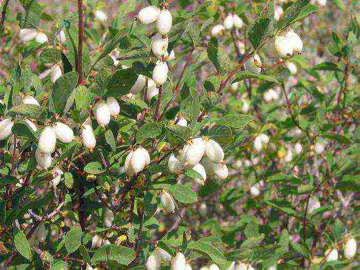 pagtatanim ng snowberry at pangangalaga sa bukas na bukid sa Urals