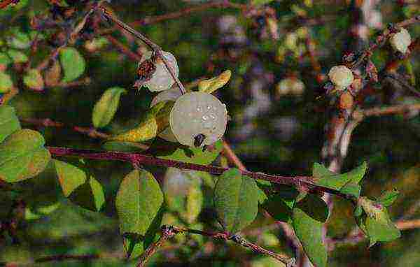 pagtatanim ng snowberry at pangangalaga sa bukas na bukid sa Urals