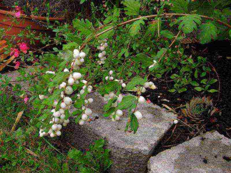 pagtatanim ng snowberry at pangangalaga sa bukas na bukid sa Urals